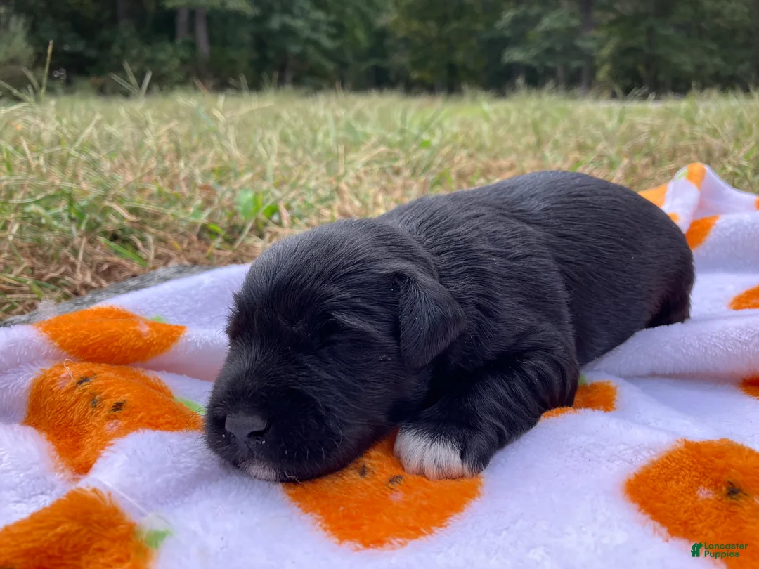 Miniature Schnauzer dogs for sale: Axel - Ad 1