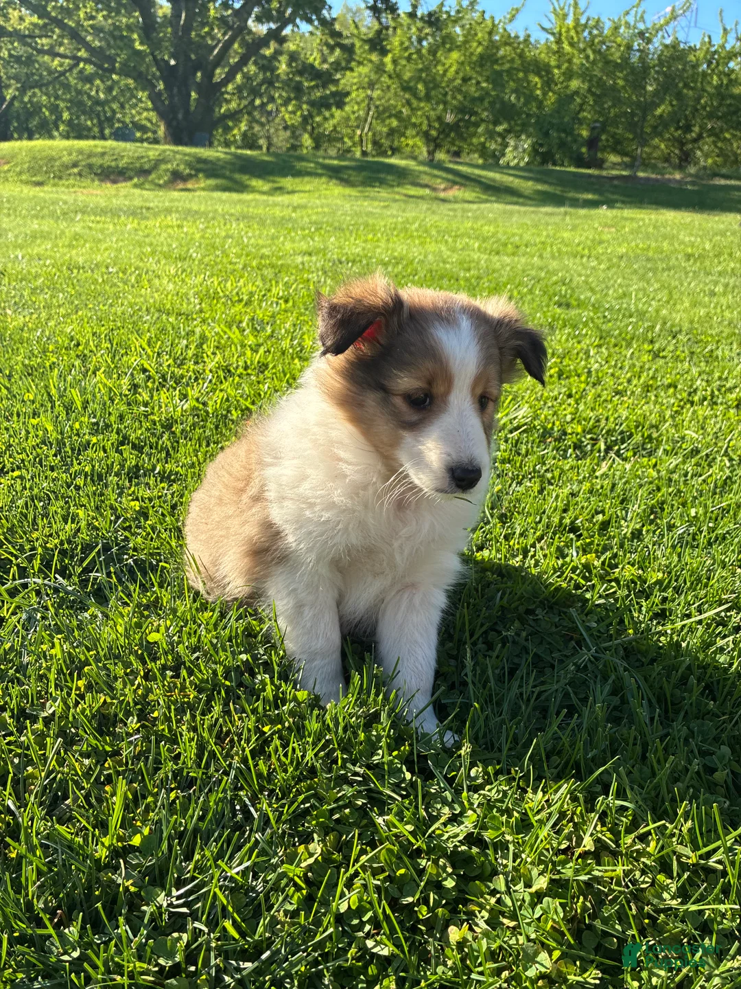Shetland Sheepdog dogs for sale: Maxi - Ad 2