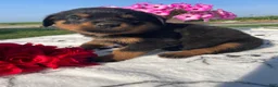 Rottweiler dogs for sale: Twinkle - Ad 4