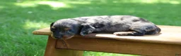 Miniature Dachshund dogs for sale: Mini Dachshund: Max - Ad 4