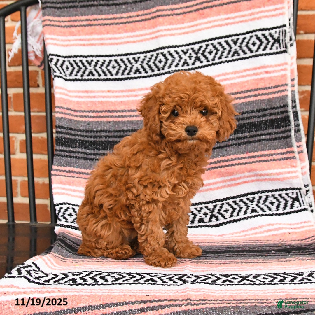 Cockapoo dogs for sale: Cherry - Ad 5