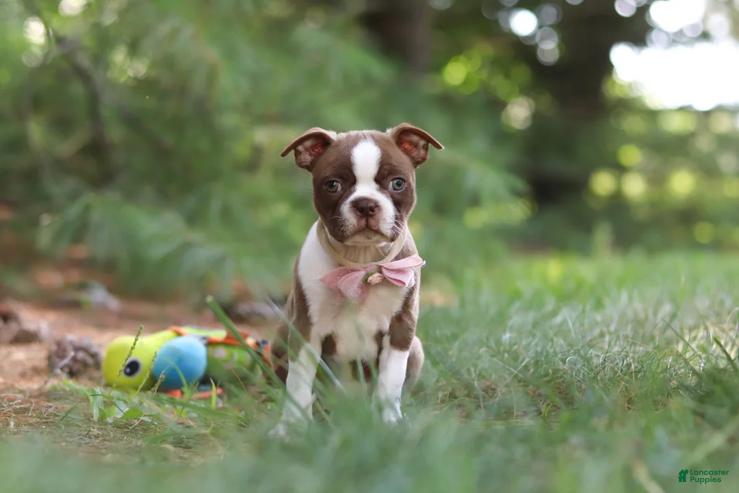Boston Terrier dogs for sale: Precious - Ad 1