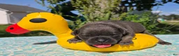 Olde English Bulldogge dogs for sale: Porter - Ad 2