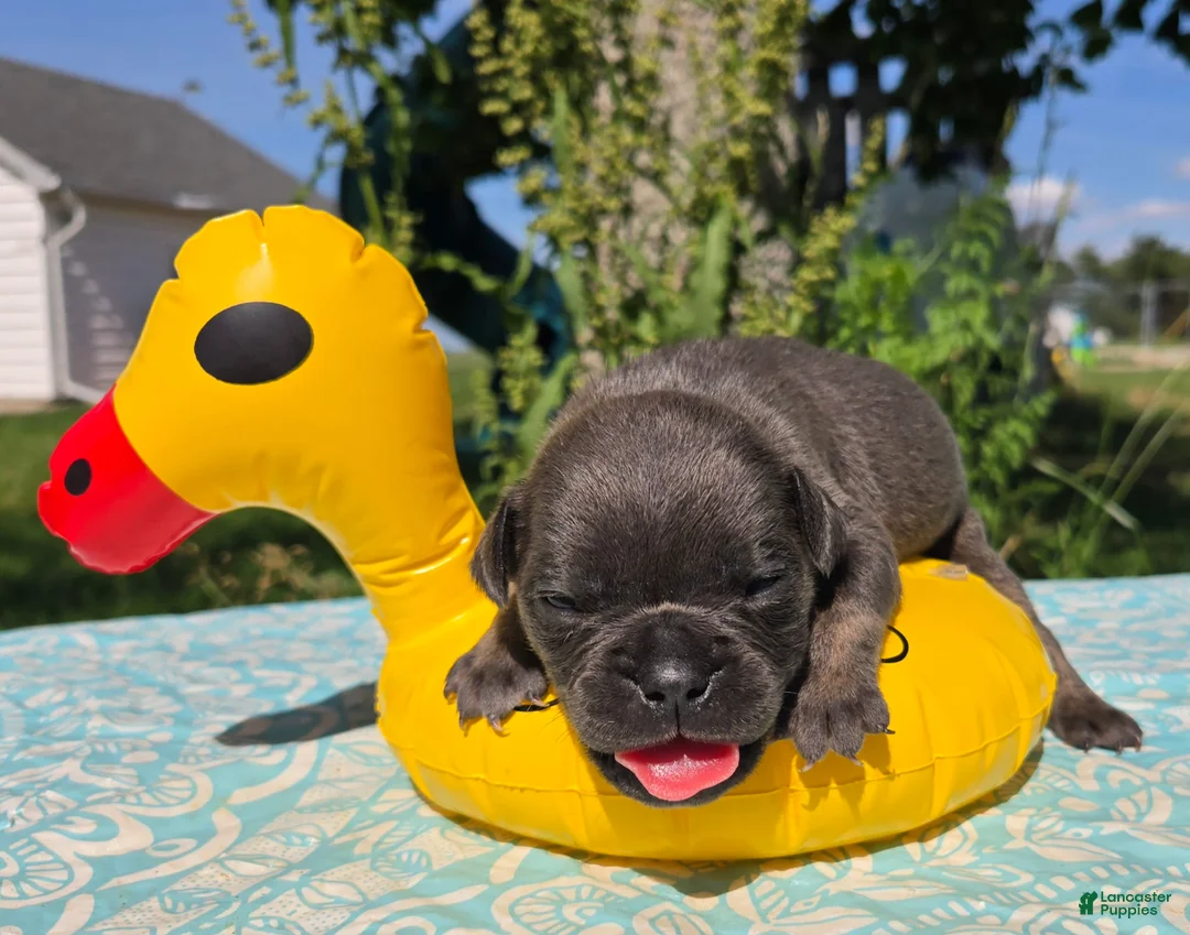 Olde English Bulldogge dogs for sale: Porter - Ad 2