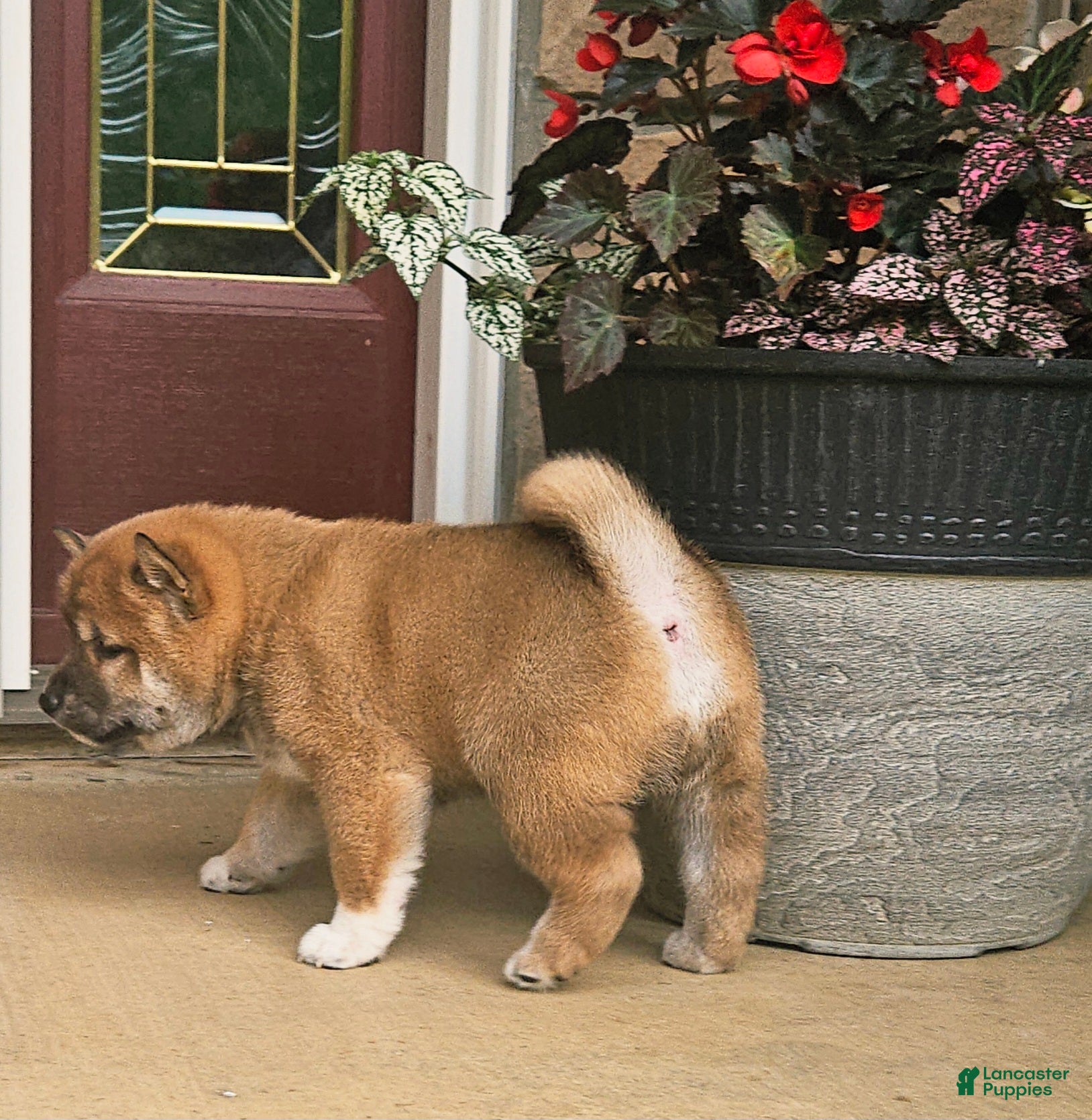 Shiba Inu dogs Grover - Ad 2