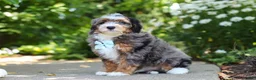 Mini Bernedoodle dogs for sale: Koda - Ad 5