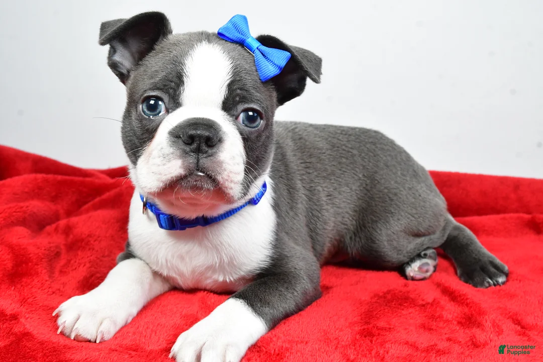 Mixed Breed dogs for sale: Max - Ad 2