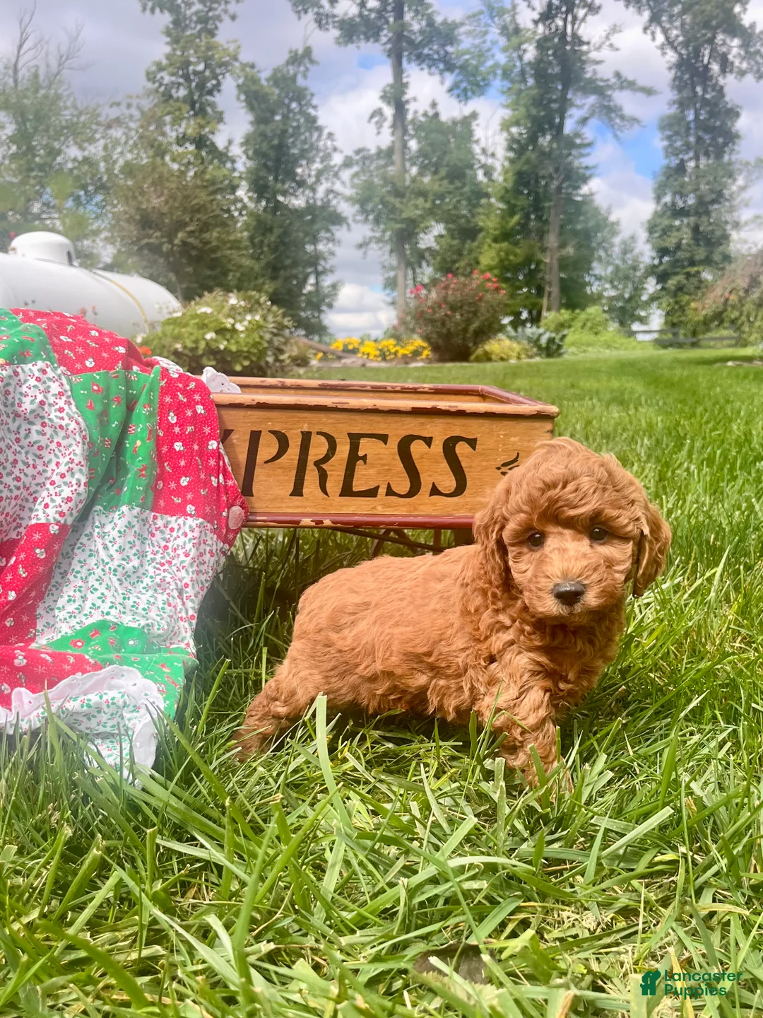 Miniature Poodle dogs for sale: Sonny❤️AKC Genetic Tested - Ad 1