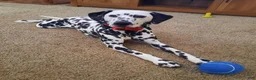 Dalmatian dogs for sale: Dark green - Ad 3