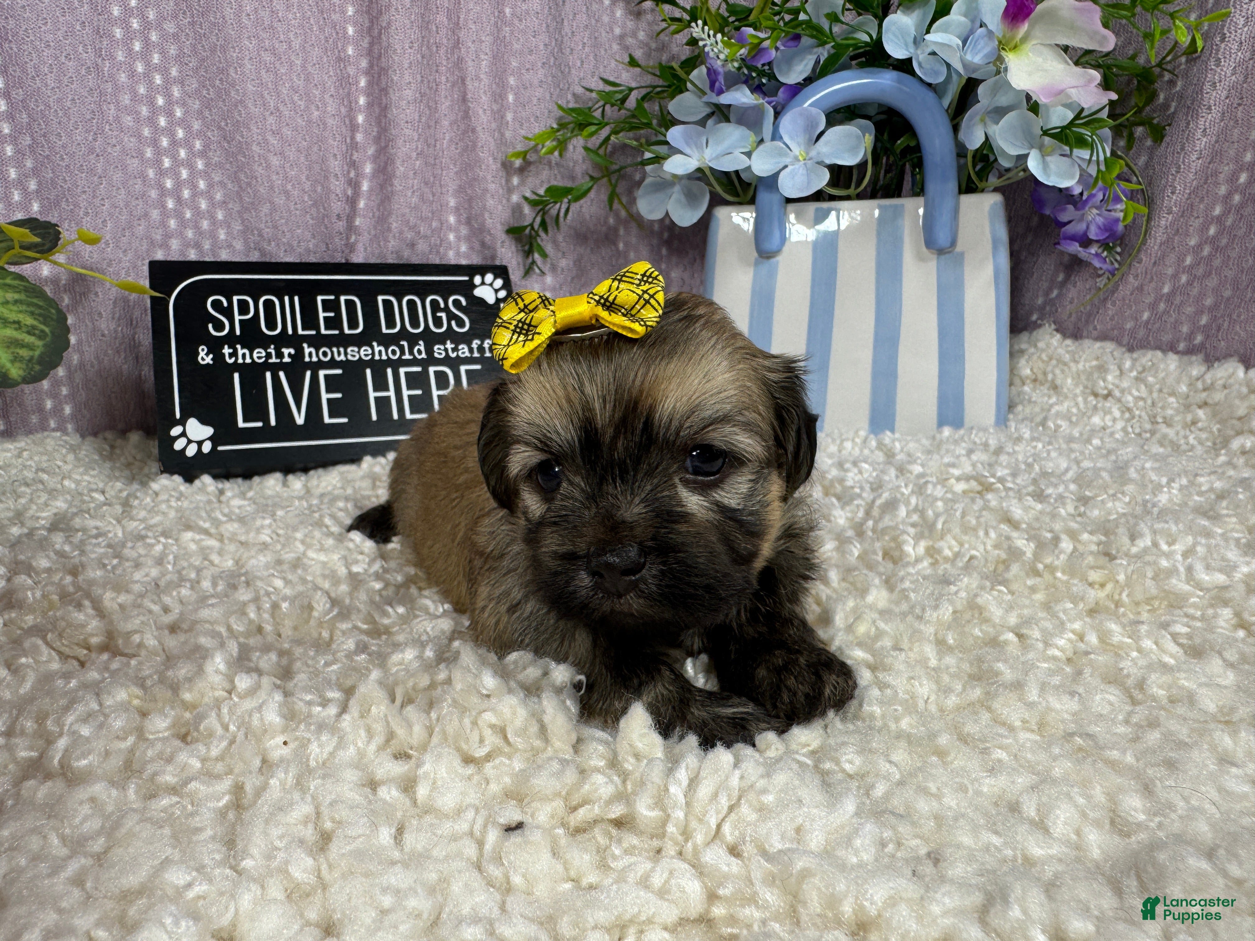 Havanese dogs Havanese 4 - Ad 13