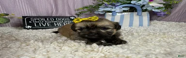 Havanese 4