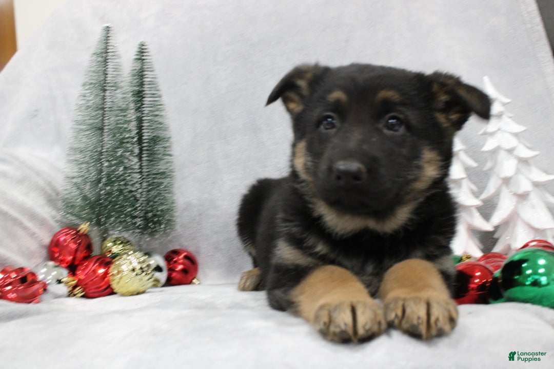 German Shepherd dogs for sale: Amaya - Ad 4