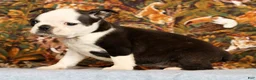 Boston Terrier dogs for sale: Pansy - Ad 4