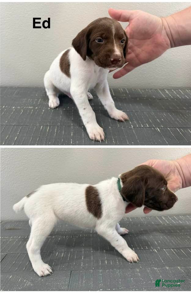 German Shorthaired Pointer dogs for sale: Ed - Ad 4