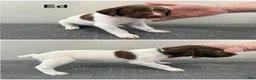 German Shorthaired Pointer dogs for sale: Ed - Ad 1