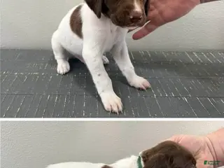 German Shorthaired Pointer dogs for sale: Ed - Ad 4
