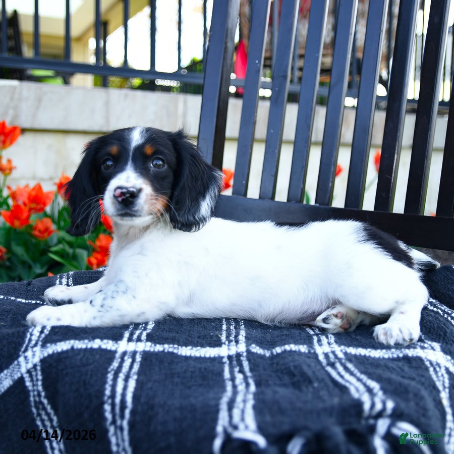 Miniature Dachshund dogs Dozer - Ad 2