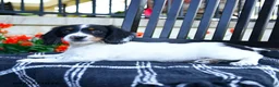 Miniature Dachshund dogs for sale: Dozer - Ad 2
