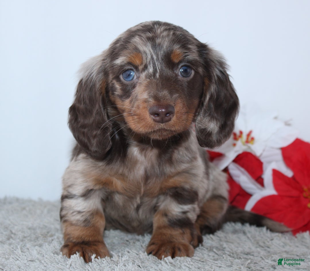 Miniature Dachshund dogs for sale: Haley - Ad 5