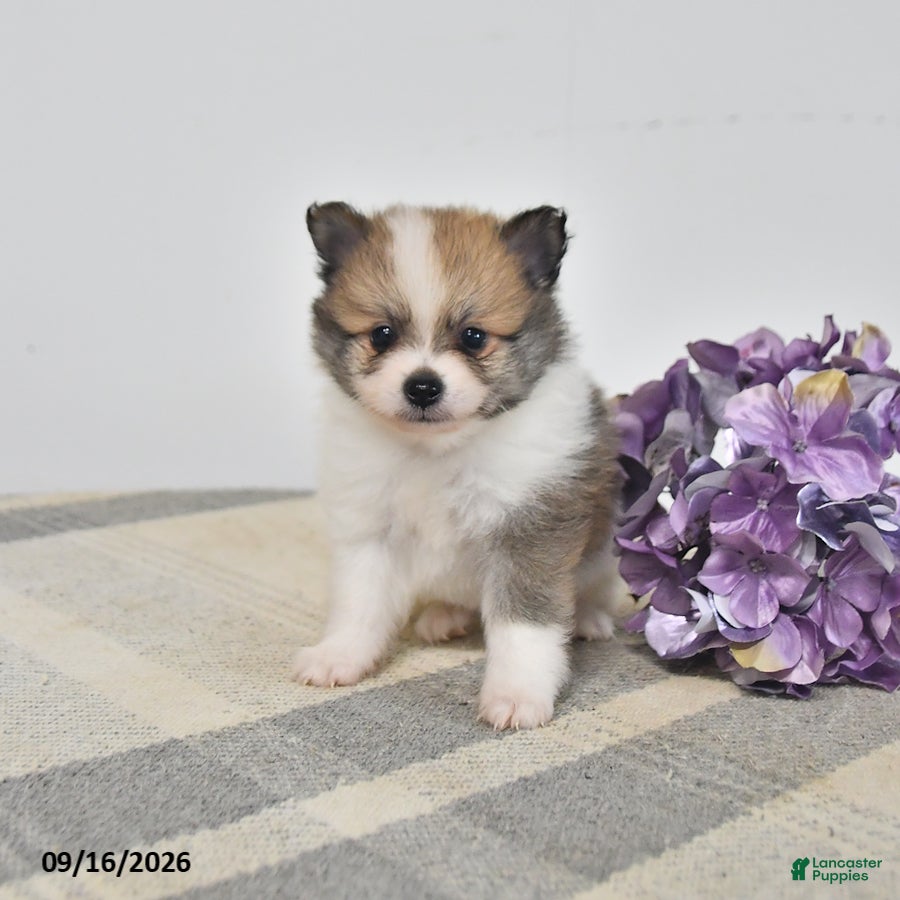 Pomeranian dogs Baxter - Ad 1