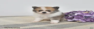 Baxter