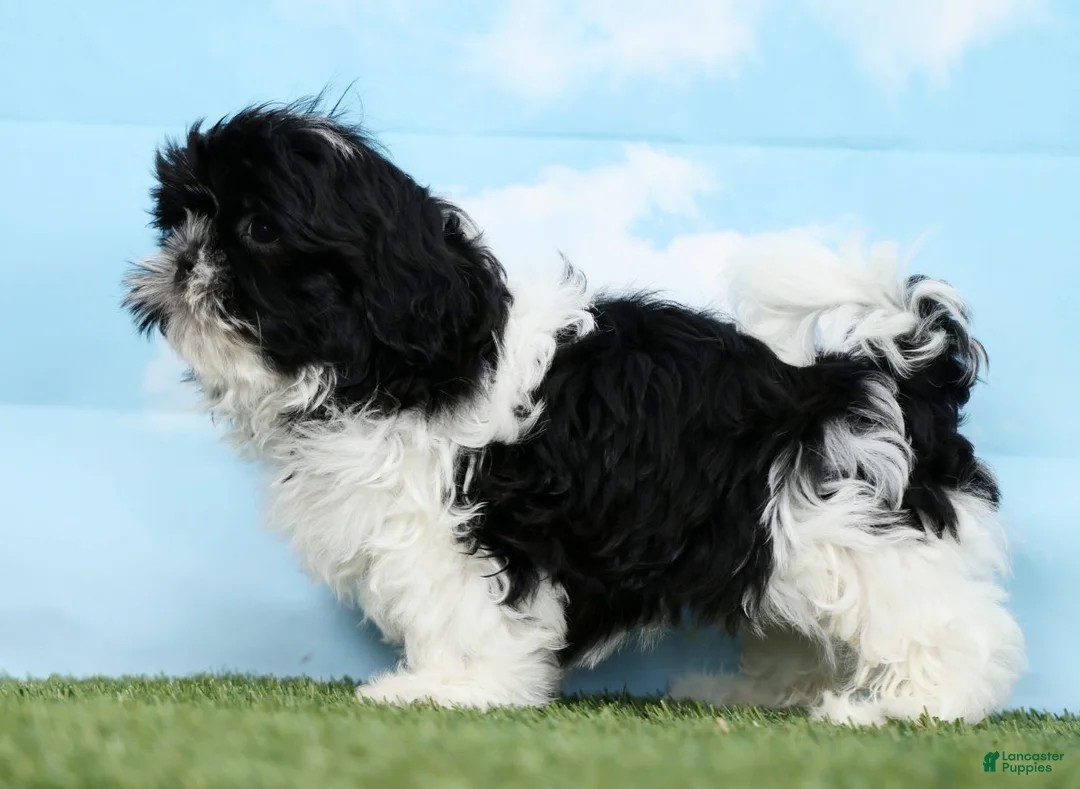 Shih Tzu dogs for sale: Stella - Ad 4