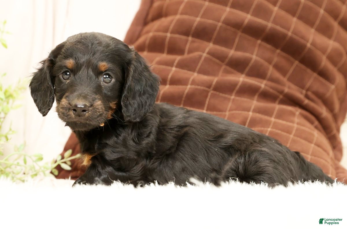 Miniature Dachshund dogs Bear - Ad 2
