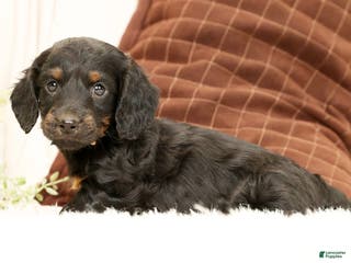 Miniature Dachshund dogs Bear - Ad 2