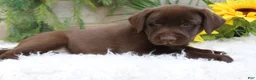 Labrador Retriever dogs for sale: Bella - Ad 5