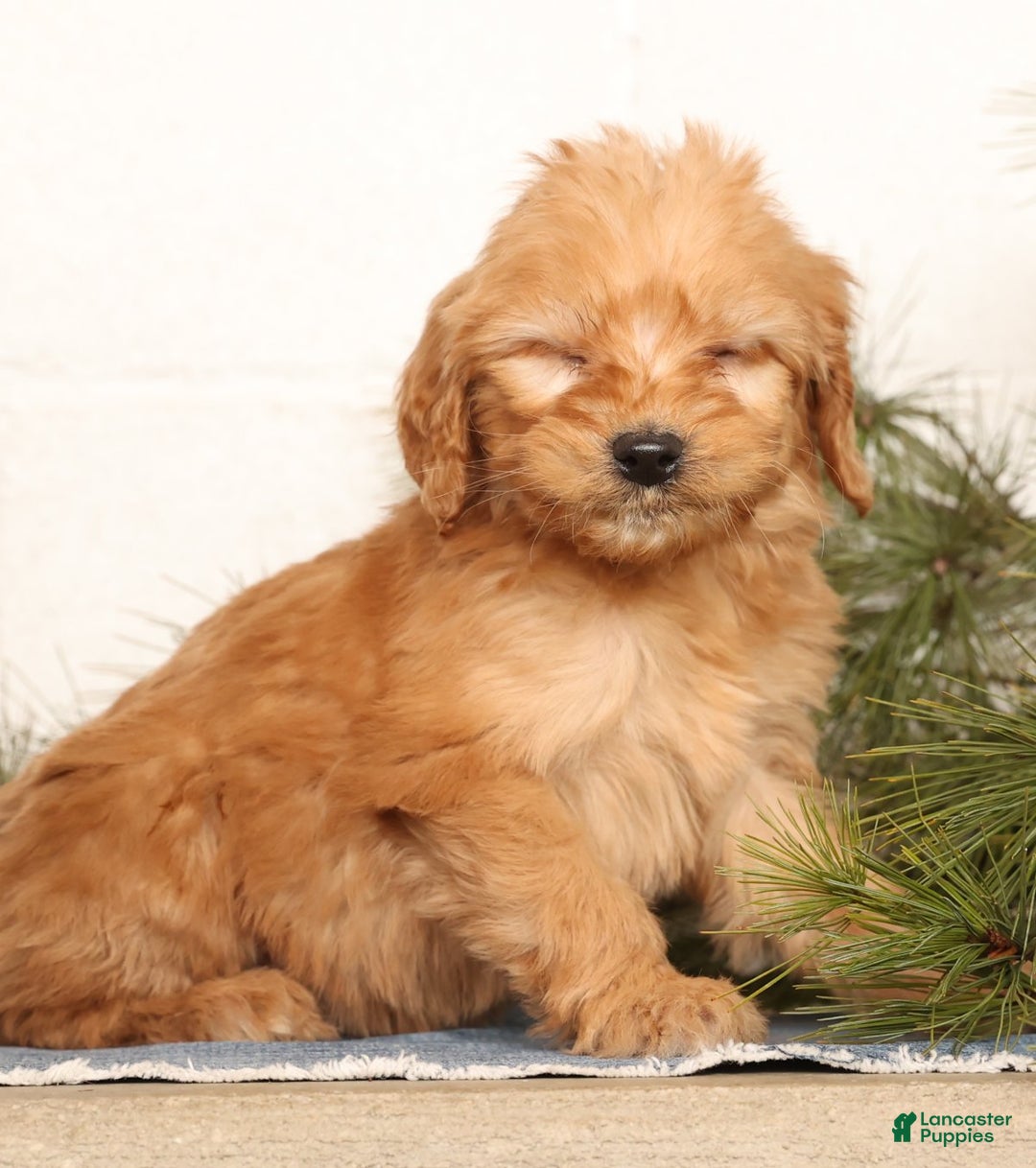 Mini Goldendoodle dogs for sale: Mikey - Ad 8