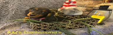 Miniature Dachshund Puppy 5