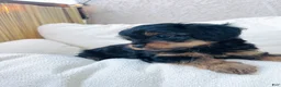 Yorkshire Terrier dogs for sale: Yorkshire Terrier 2 - Ad 4