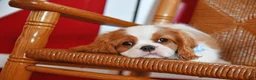 Cavalier King Charles Spaniel dogs for sale: Teddy - Ad 4