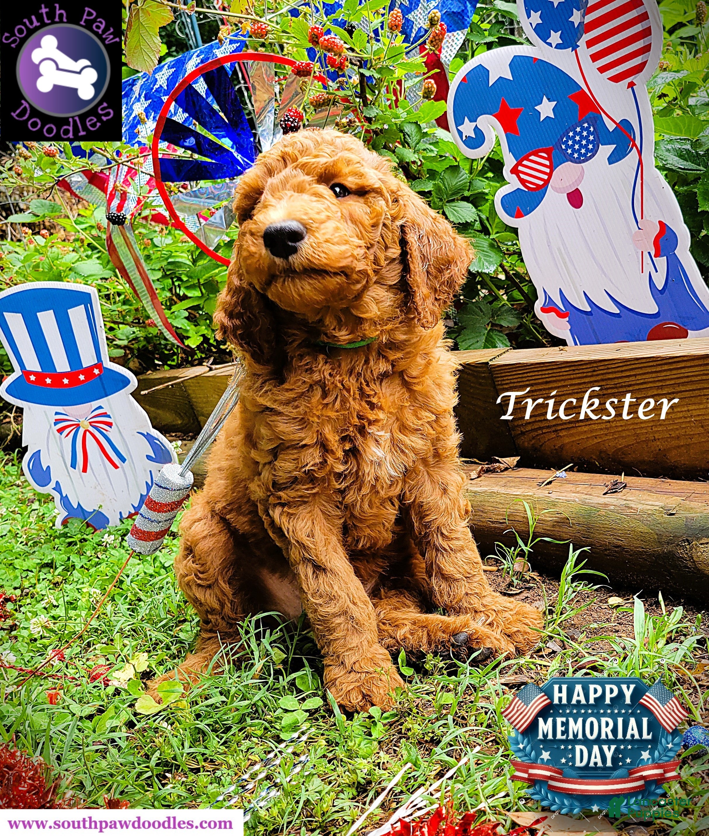 Goldendoodle dogs Trickster - Ad 2