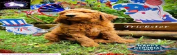 Goldendoodle dogs for sale: Trickster - Ad 2