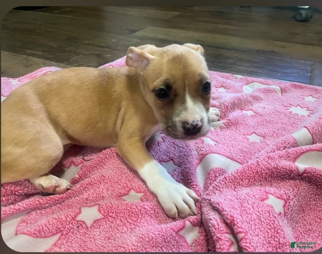 American Pit Bull Terrier dogs for sale: American Pit Bull Terrier 4 - Ad 1