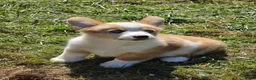 Welsh Corgi Pembroke dogs for sale: Beautiful Bentley  - Ad 4