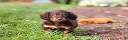 Miniature Dachshund dogs for sale: Zoey - Ad 4