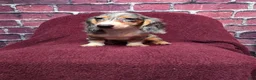 Miniature Dachshund dogs for sale: Chloe - Ad 4