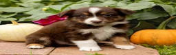 Miniature Australian Shepherd dogs for sale: Kerwin - Ad 3
