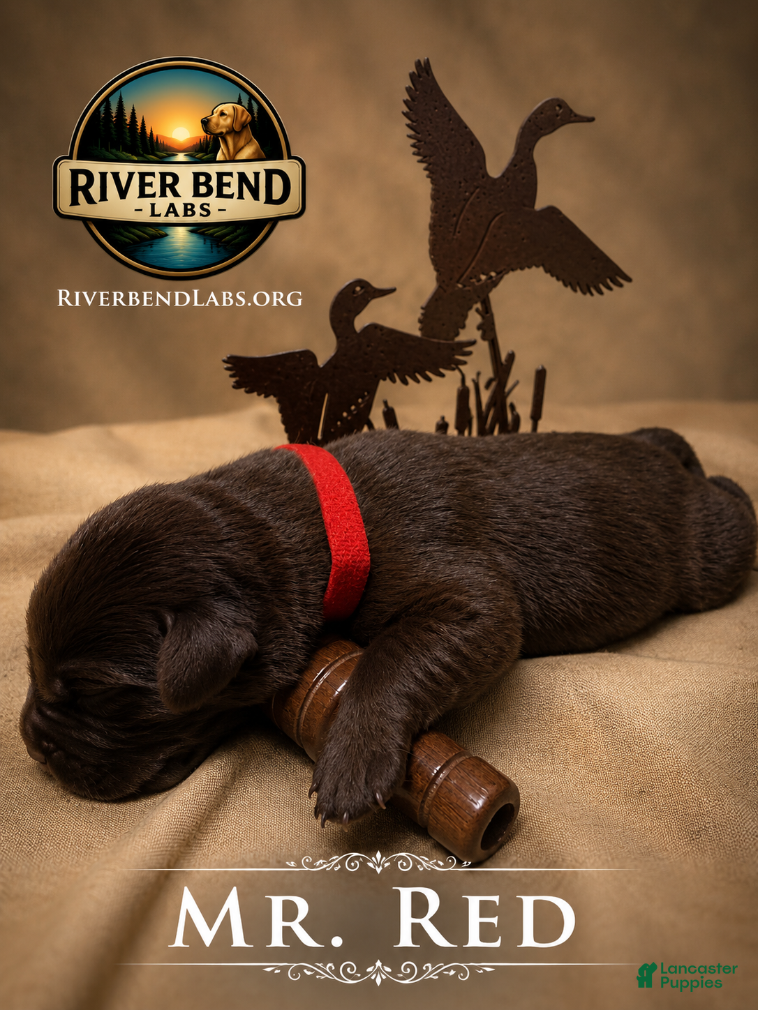 Labrador Retriever dogs Mr. Red - Ad 1