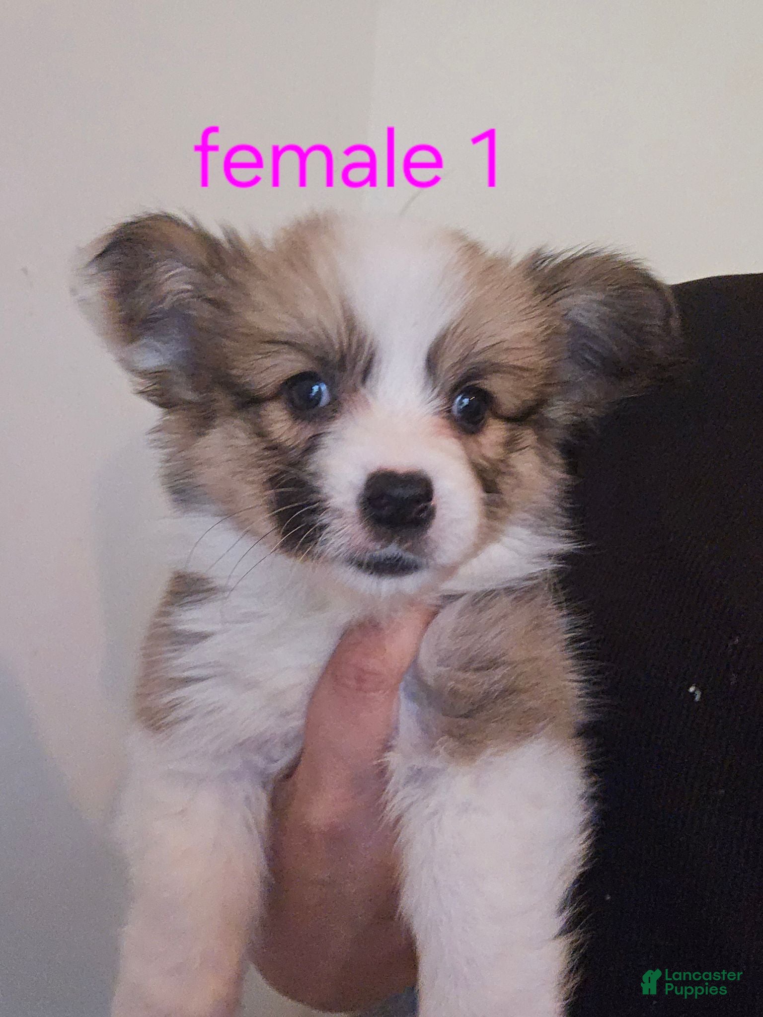 Mixed Breed dogs Female 1 - Ad 1