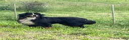Bernese Mountain Dog dogs for sale: Dolly - Ad 7