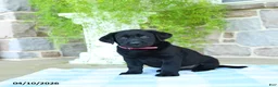 Labrador Retriever dogs for sale: Cherry - Ad 3