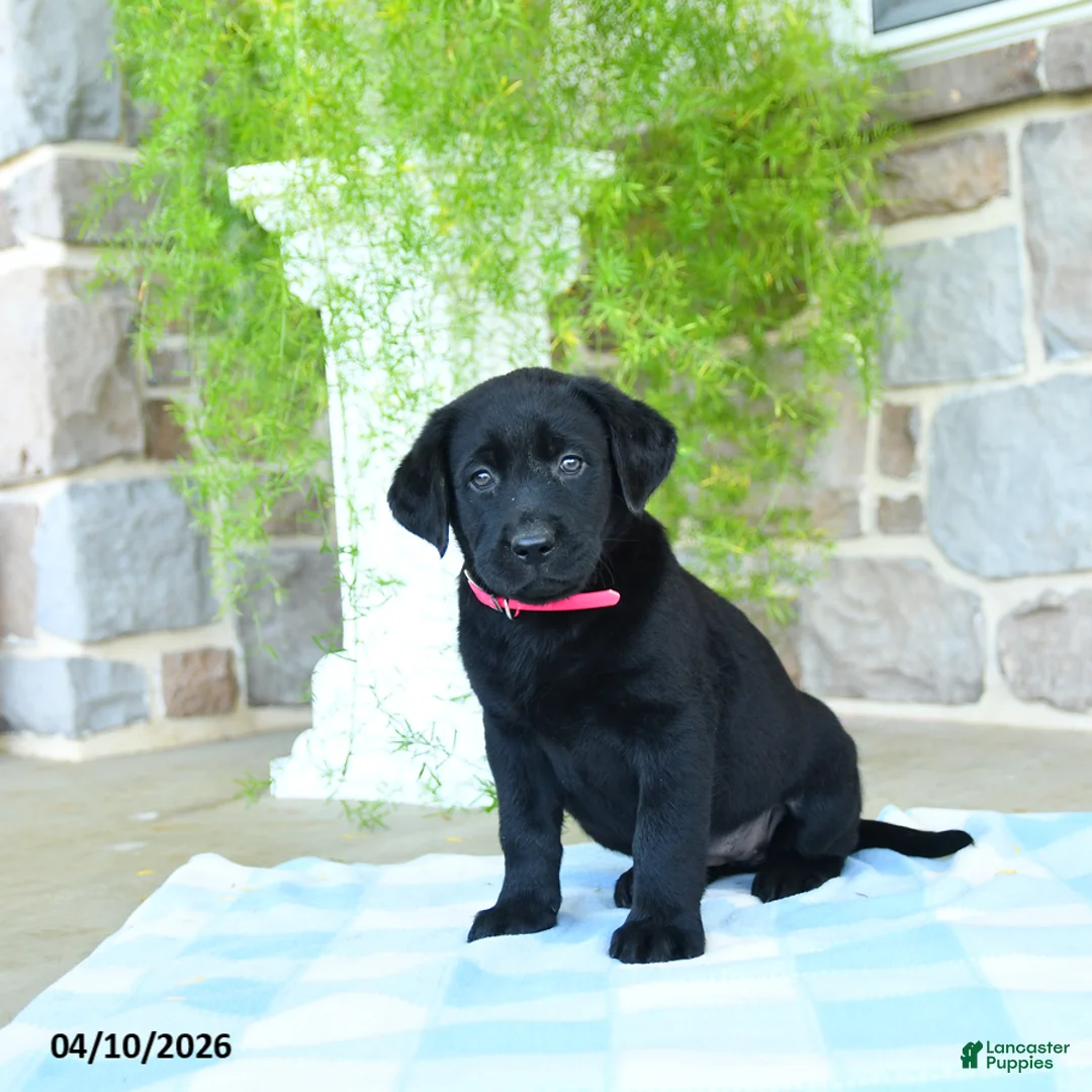Labrador Retriever dogs for sale: Cherry - Ad 3