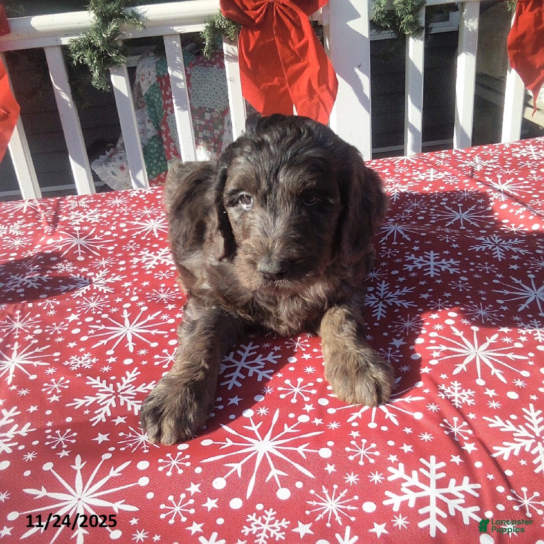Goldendoodle dogs for sale: Bella - Merle - Ad 2