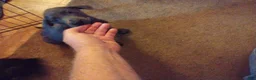 Great Dane dogs for sale: Great Dane 12 - Ad 1