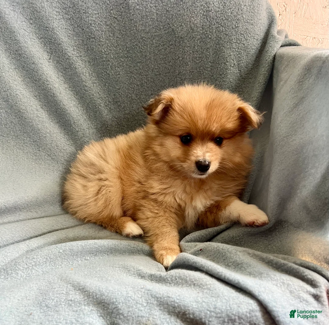 Mixed Breed dogs for sale: Kenny - Ad 2