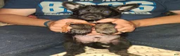 German Shepherd dogs for sale: Light blue  - Ad 5