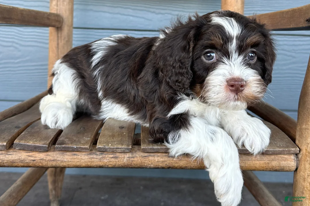 Cavapoo dogs for sale: Rigatoni - Ad 1